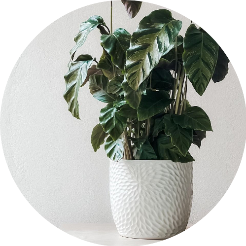 Cserepes dísznövények