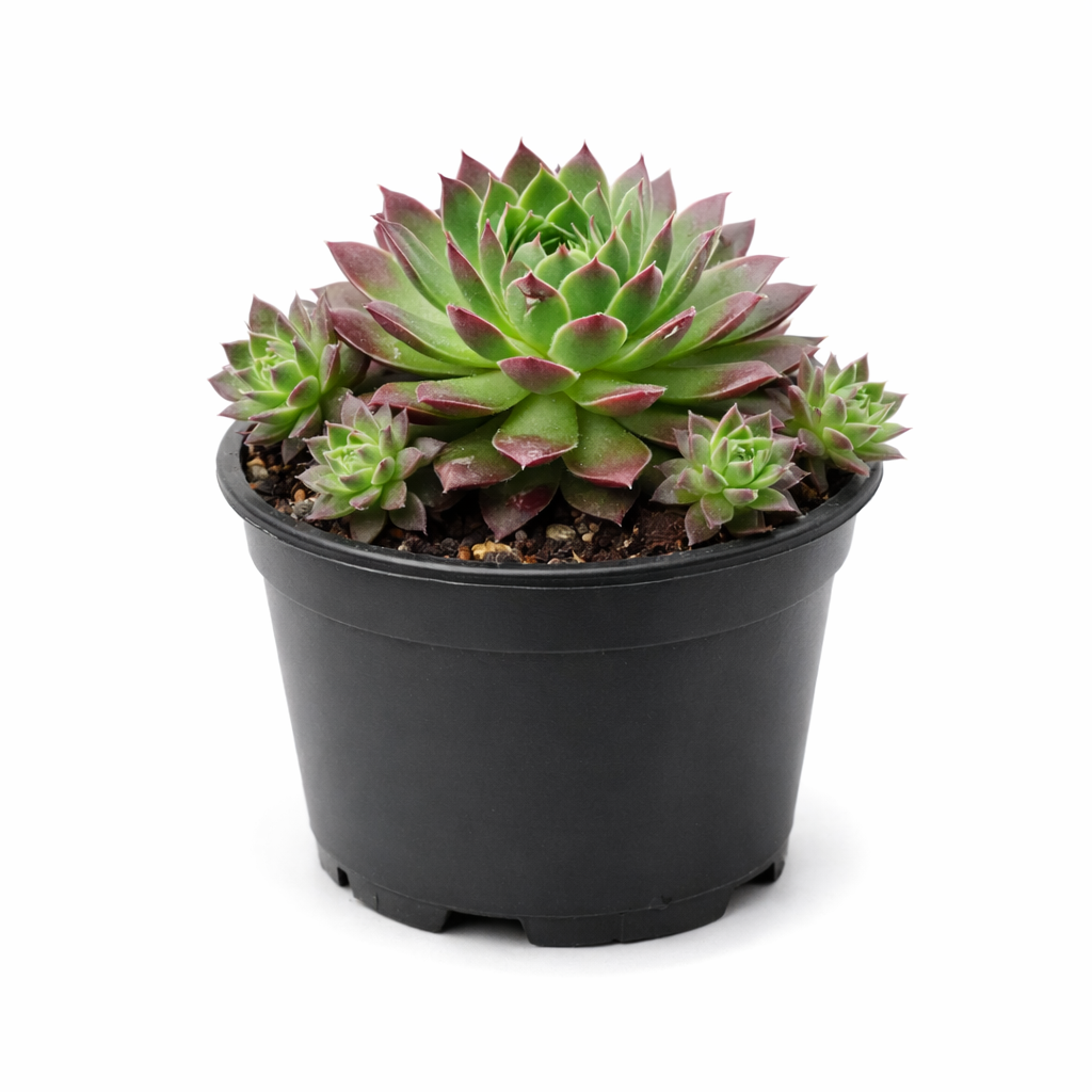 Kövirózsa - Sempervivum sp