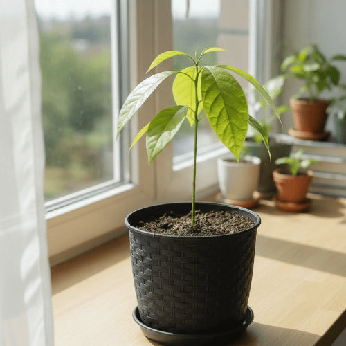 Avokádó facsemete - törésálló kaspóval