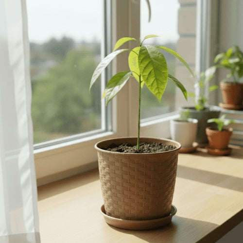 Avokádó facsemete - törésálló kaspóval